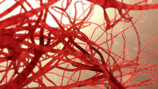 Blood vessels, 3D illustration