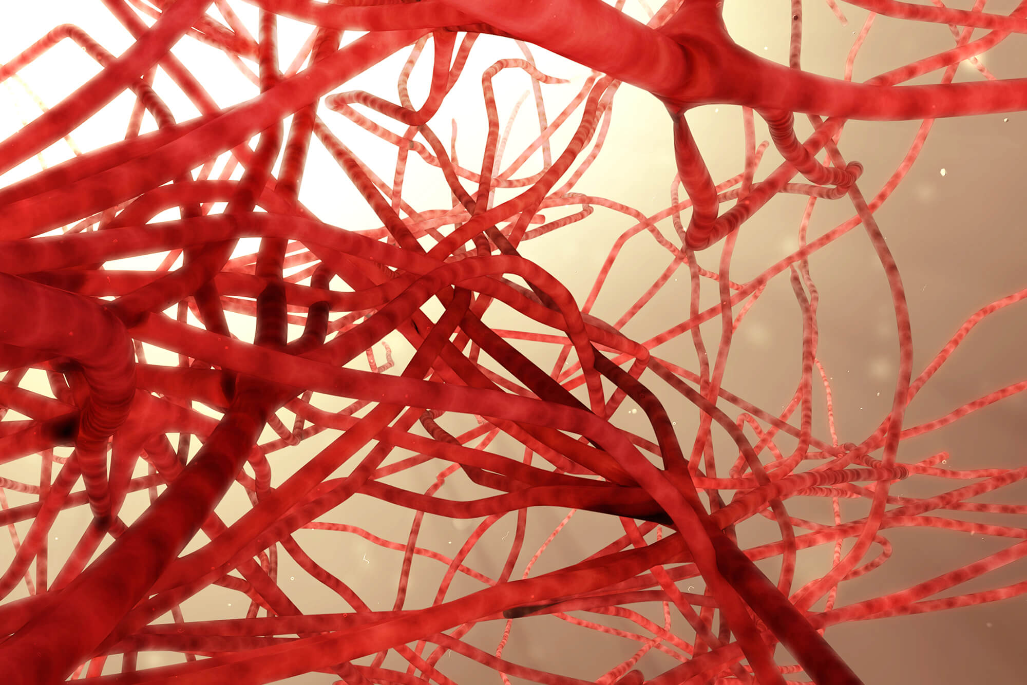 Blood vessels, 3D illustration