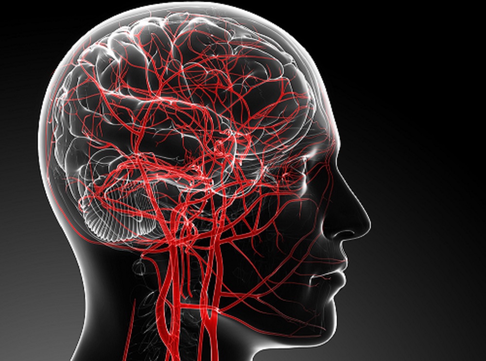 blood flow in the brain