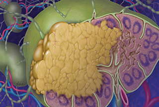 For Lymphoma Patients Receiving R-CHOP, Entecavir More Effective for HBV-Related Hepatitis Prophylax