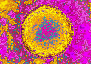 Hepatitis C virus / Science Source