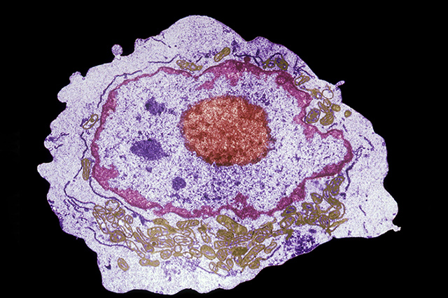 Hematopoietic stem cell