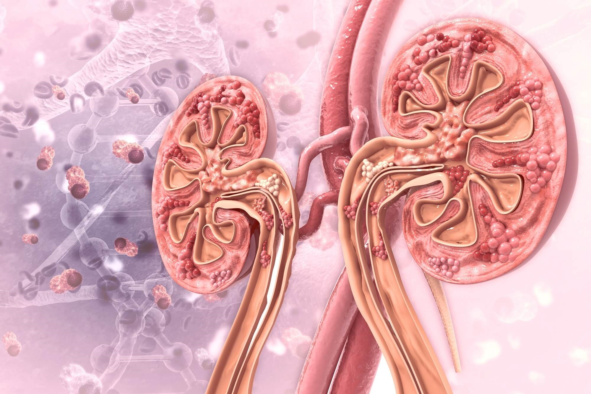 kidney cross section