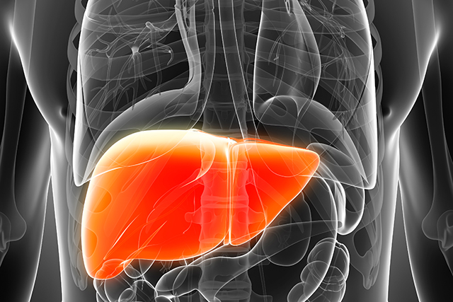 An illustration of the human liver.